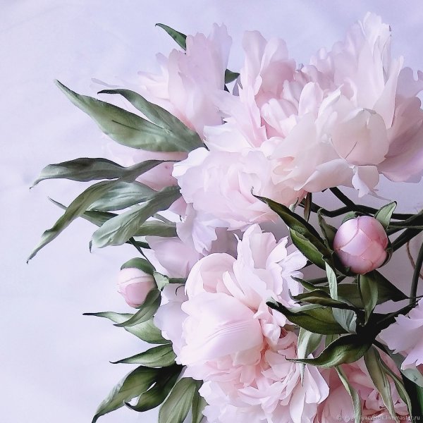 Постер "розовый пион"