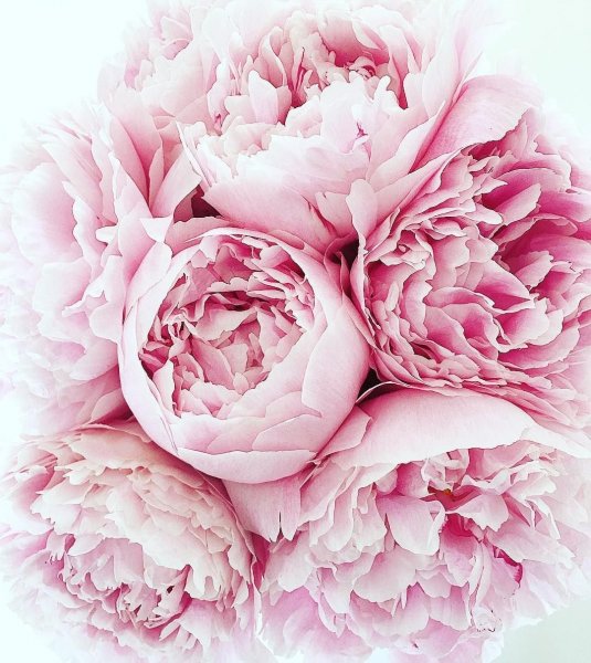 Постеры для интерьера на стену цветы