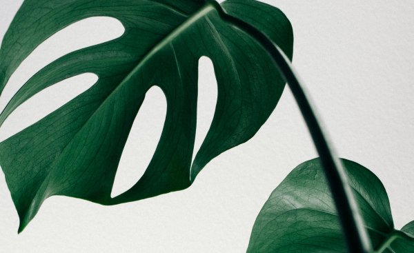 Большой зеленый лист