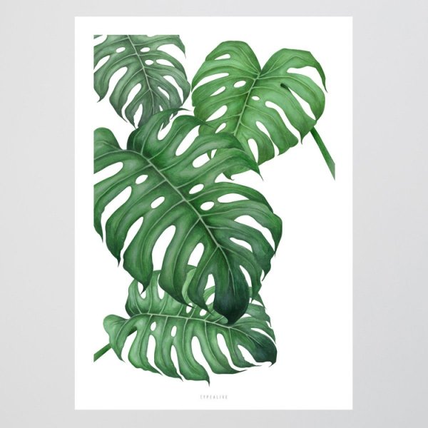Тропические лист Monstera
