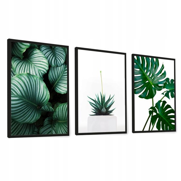 Постер 50х70 монстера