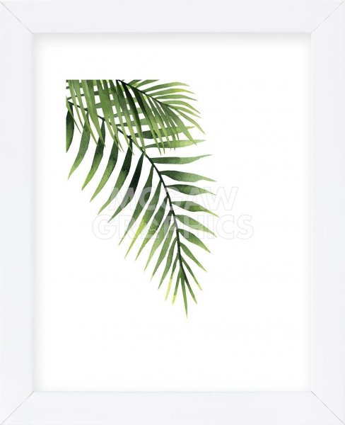 Папоротник пальмы монстера