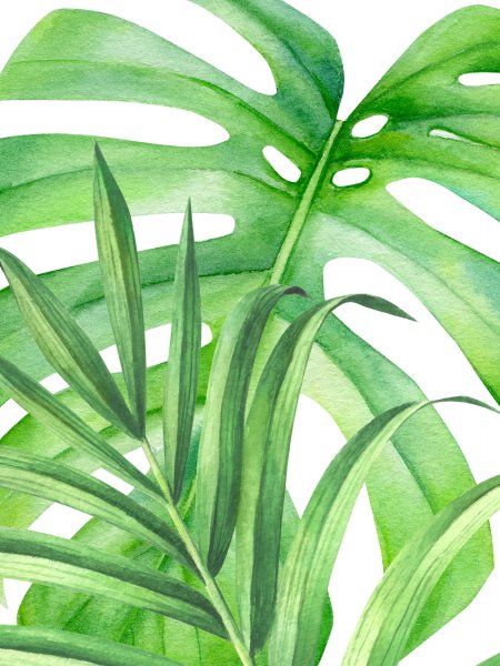 Монстера Пальма эвкалипт