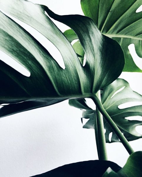 Монстера Альба арт