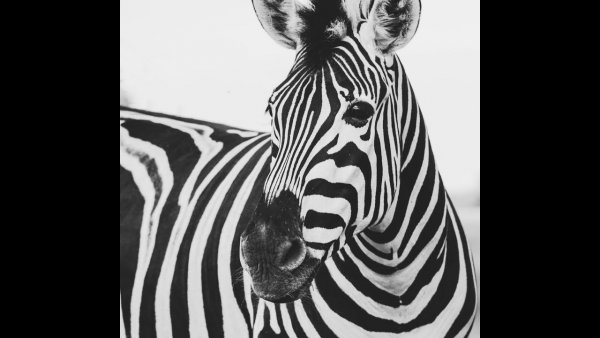 Постер Зебра