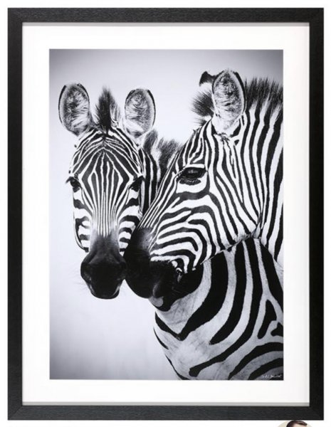 Постер Зебра