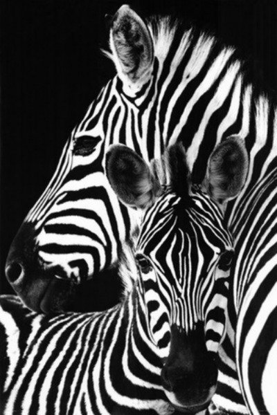 Постер разноцветные зебры