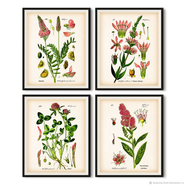 Набор постеров Ботаническая иллюстрация