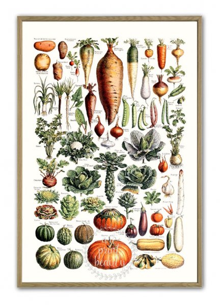 Botanical illustration овощи