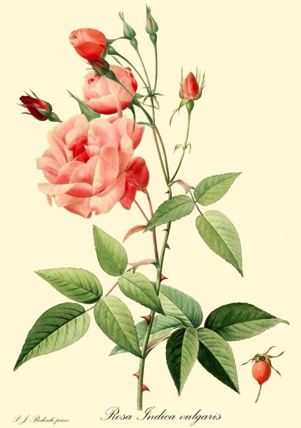 Rosa chinensis Jacq