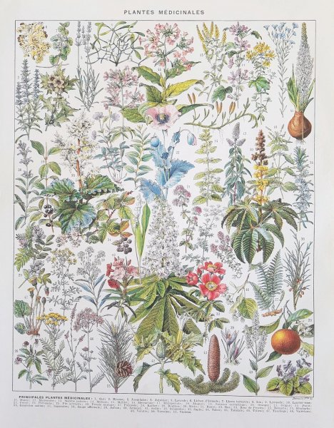 Ботанические иллюстрации лекарственных растенийрастений
