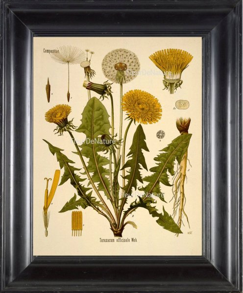 Taraxacum officinale иллюстрация