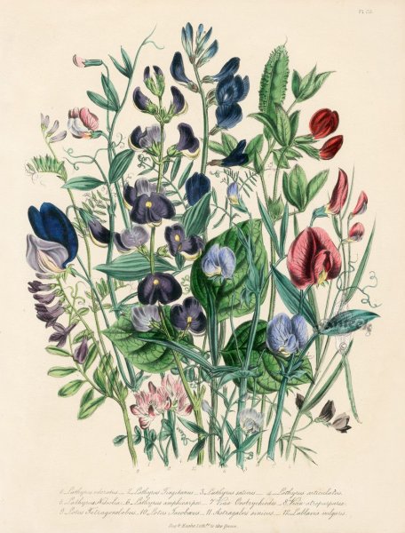 Ботанический атлас Джейн Лаудон