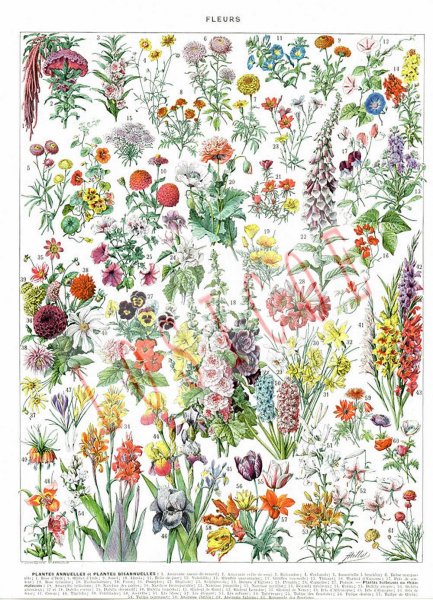 Адольф Миллот - Ботанические иллюстрации