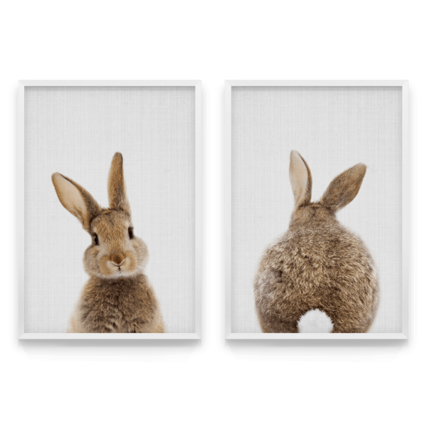 Хвостик кролика