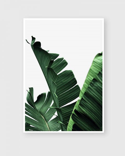 Большие зеленые листья