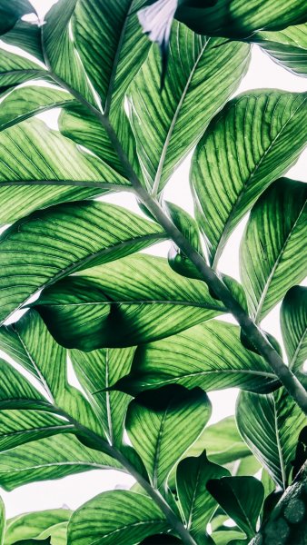 Монстера Маргината