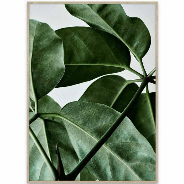 Постер растения