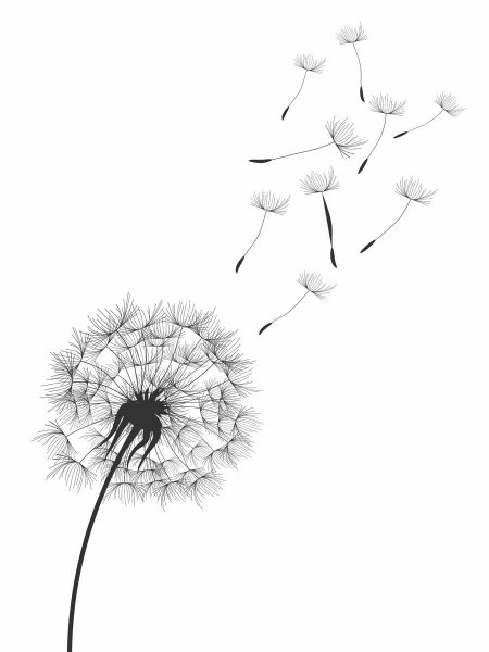 Постеры одуванчики на стену