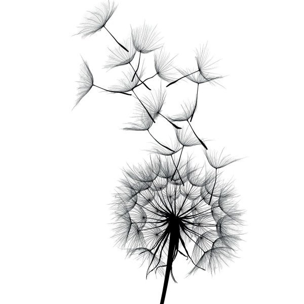 Постер "одуванчики"