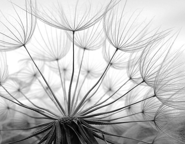 Одуванчик чб