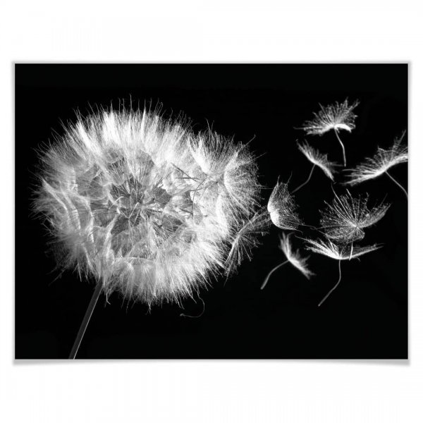 Фотообои одуванчик