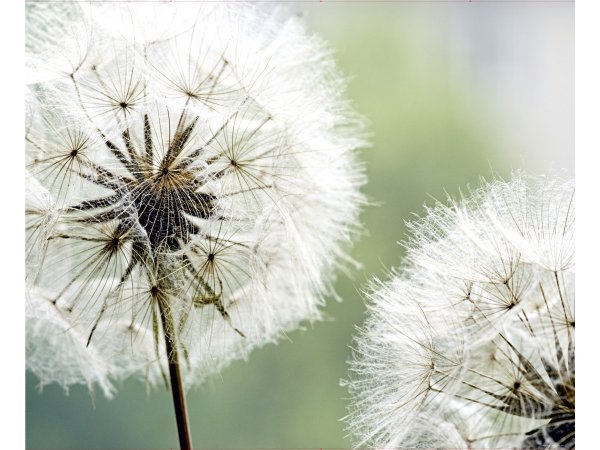 Постер гравюра одуванчик