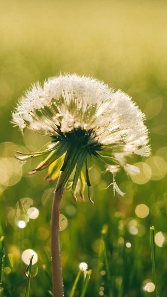 Постер "одуванчики"