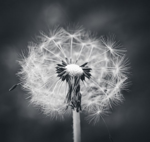 Одуванчики в искусстве