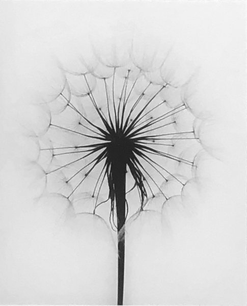 Одуванчик сепия