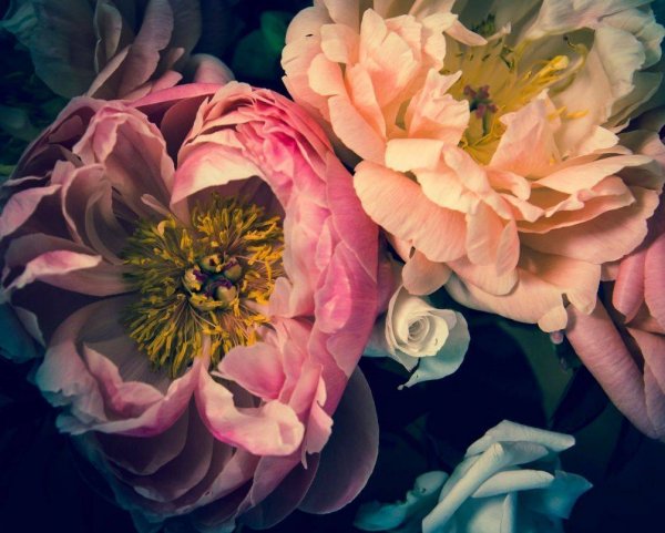 Цветок "пион"