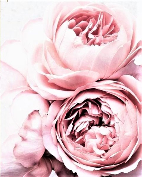 Пионовидная роза Peony Pink