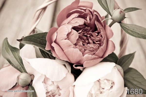 Нюдовые пионы