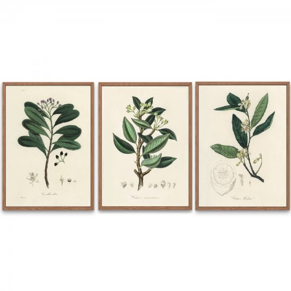 Набор постеров "ботаника. Травы и цветы