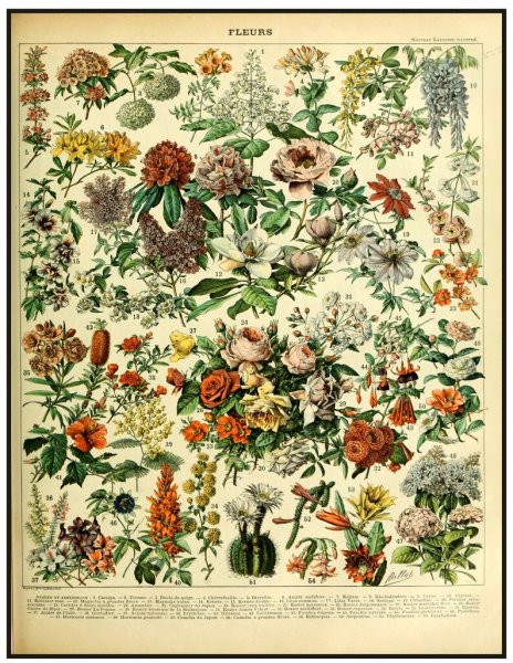 Адольф Миллот - Ботанические иллюстрации