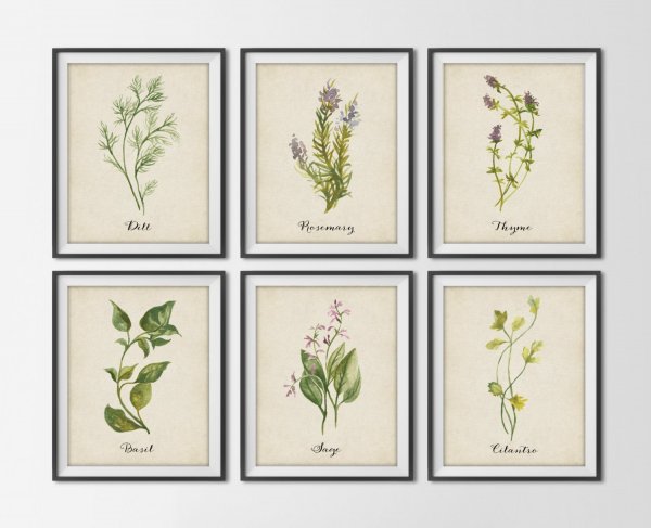 Винтажные Ботанические иллюстрации