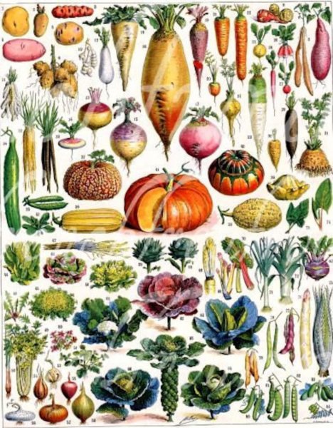 Старинный Ботанический атлас иллюстрации