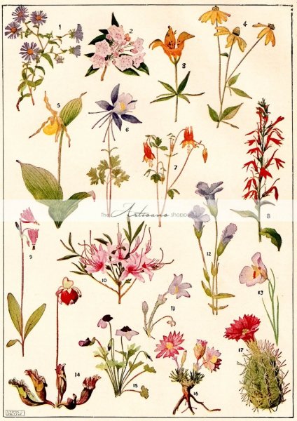 Ботанические постеры