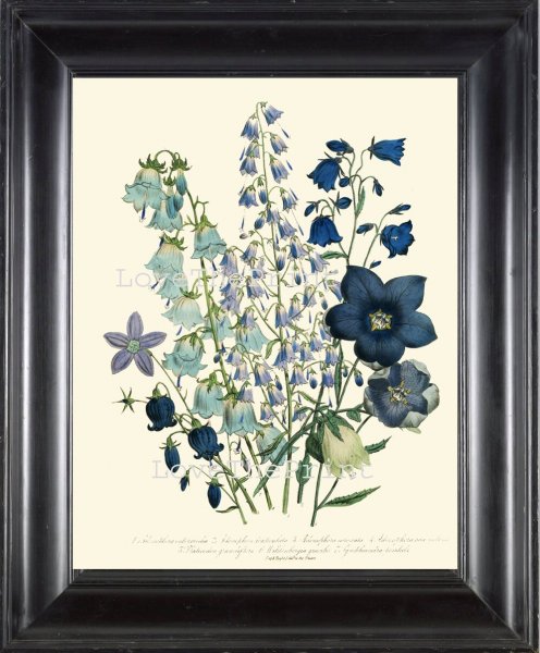 Ботаника полевые растения