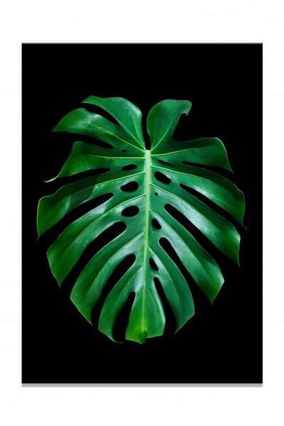 Монстера Венделер