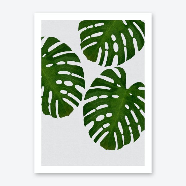 Постер «лист монстеры»