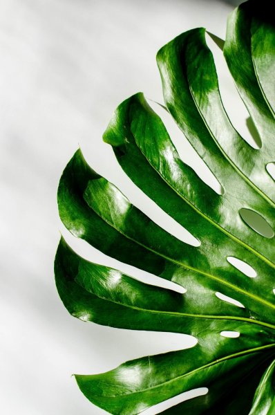 Тропические листья