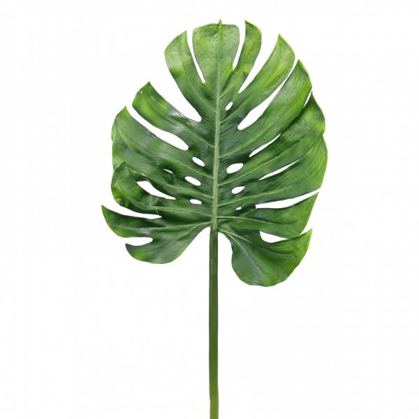 Тропические лист Monstera