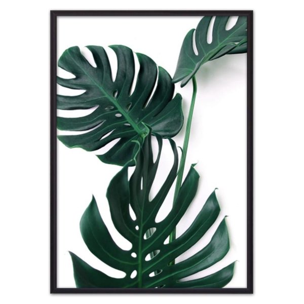 Монстера пинатипартита