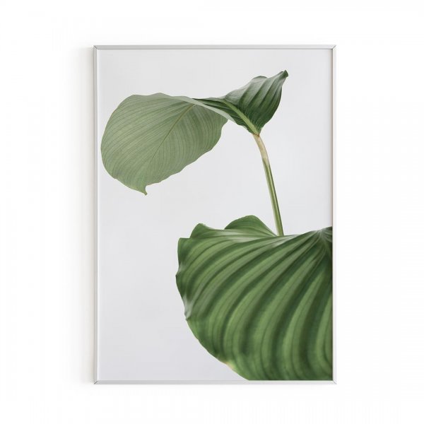 Постеры с растениями для печати