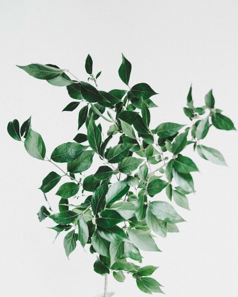 Постер зеленый