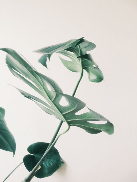 Цветок с зелеными листьями