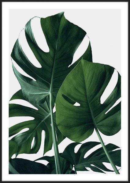 Монстера Маргината