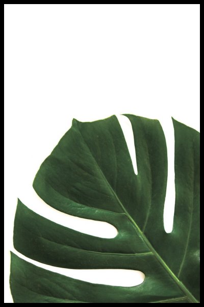 Monstera Plant фон