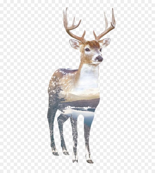 Скандинавский олень